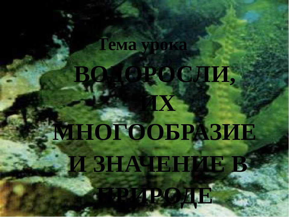 Презентация по биологии 6 класс водоросли их разнообразие и значение в природе