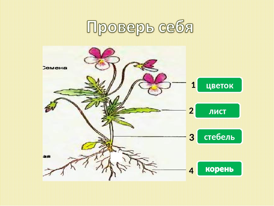 Киноа фото растения в природе