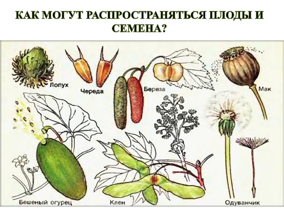 Проект про растения 5 класс по биологии