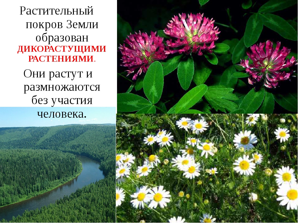 Какие растения образуют. Растительный Покров земли. Растительный Покров земли биология 5 класс. Без участия человека растут и размножаются растения. Какие растения растут без участия человека.