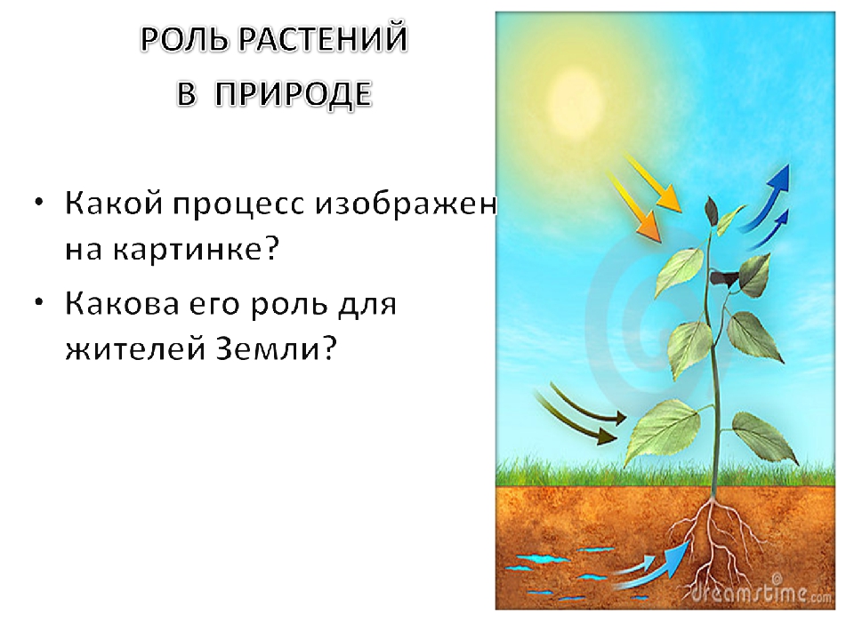 Рисунок значение растений в природе. Роль растений в природе. Главная роль растений в природе. Роль растений в природе рисунок. Роль растений на земле.