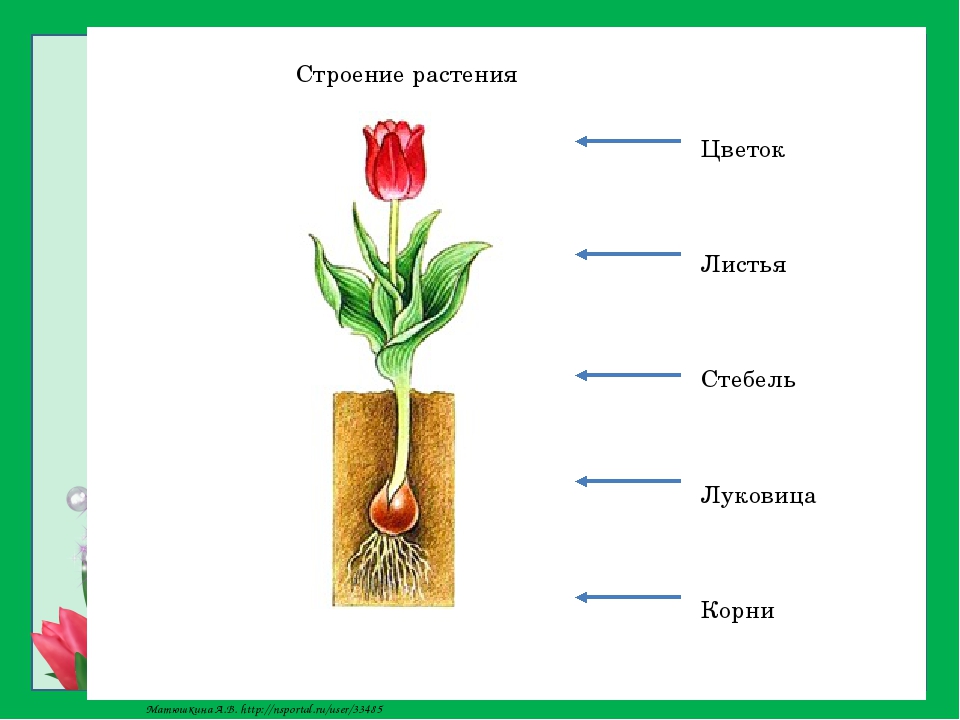 Цветок Листья Стебель Луковица Корни Строение растения Матюшкина А.В. http:/