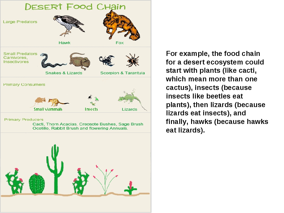 Презентация food chain 7 класс спотлайт