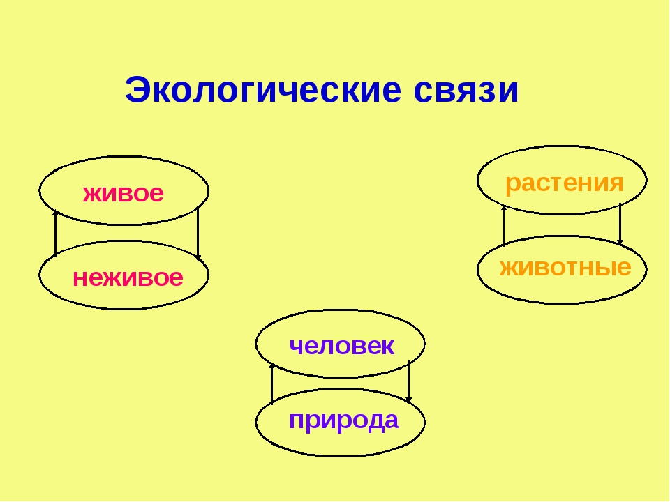 Живое неживое растения животные человек природа. Экологические связи. Экологические связи окружающий мир. Схема экологической связи. Экологические связи живое неживое.