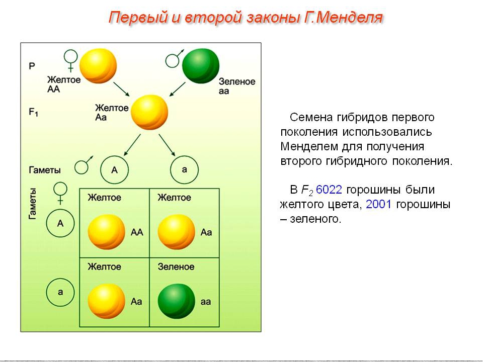 Проект по теме генетика