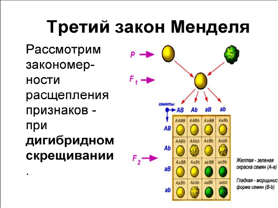 Проект по теме генетика