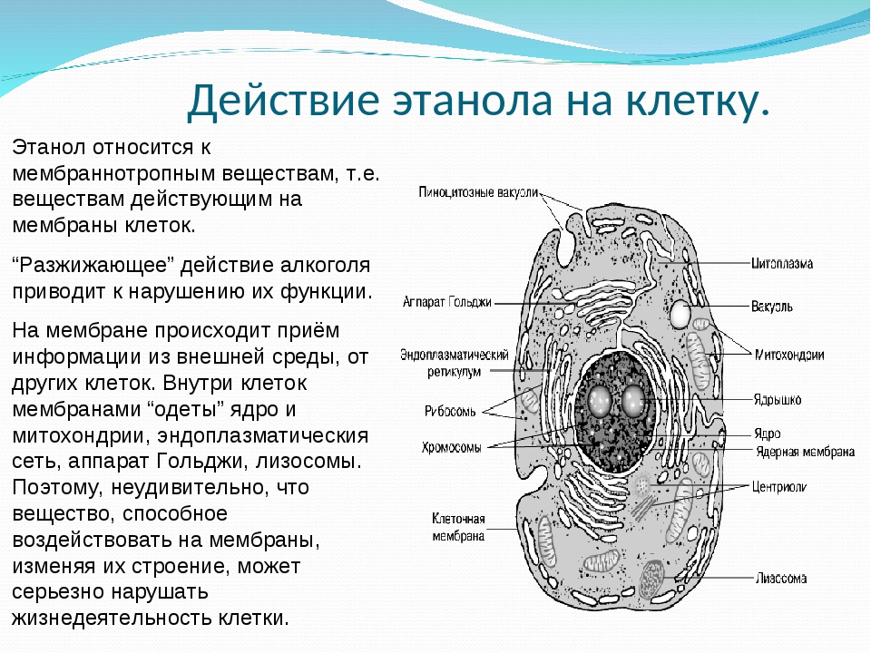 Нарисовать строение кальция