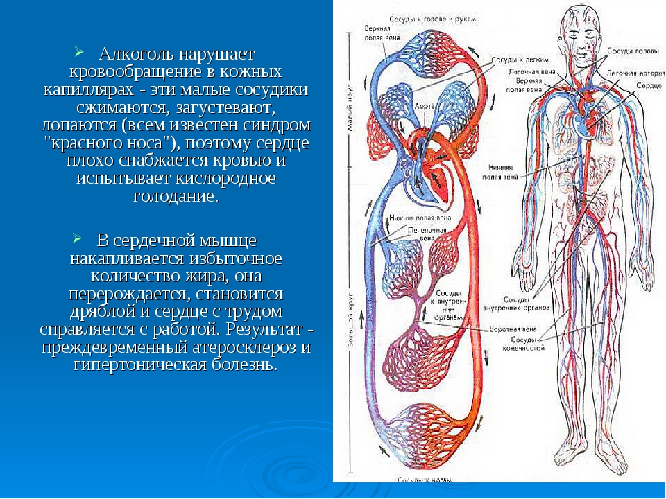 Организм человека внутри фото