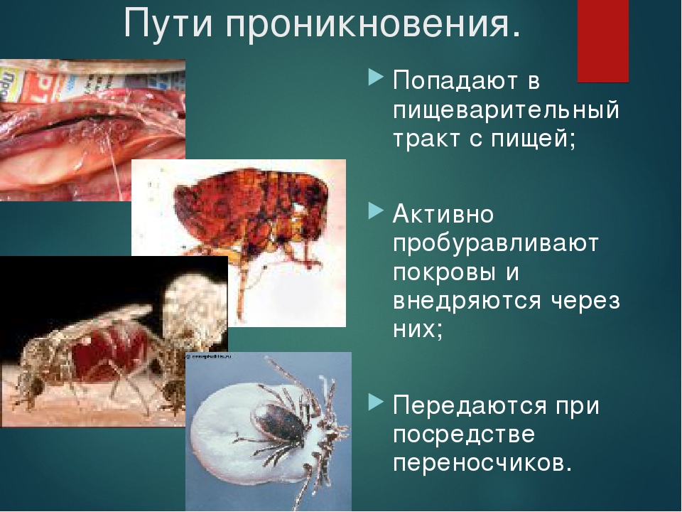 Медицинская паразитология презентация