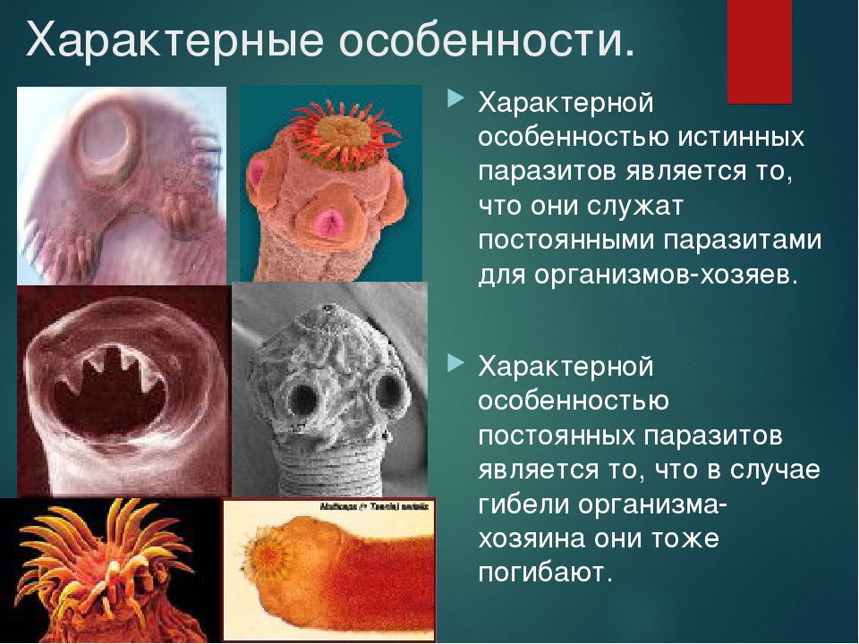 Виды паразитов у человека картинки и названия описание и фото