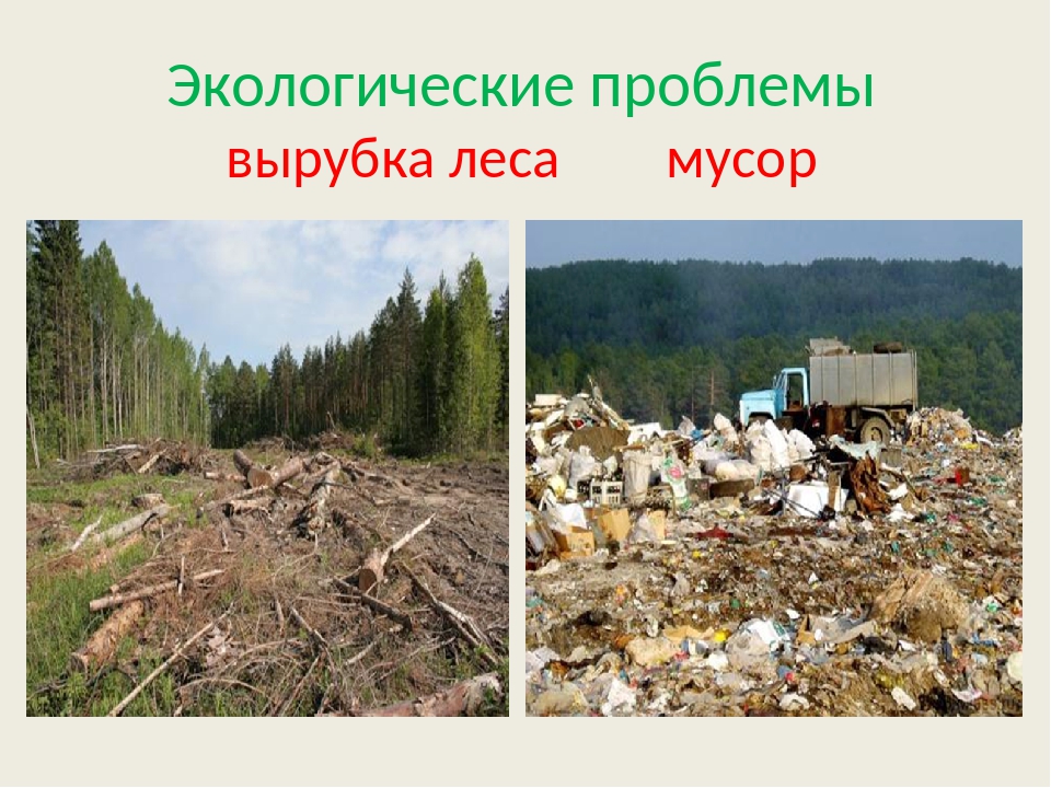 Экологические проблемы леса. Вырубка леса экологическая проблема. Экологические проблемы лесных зон. Вырубка лесов слайд.