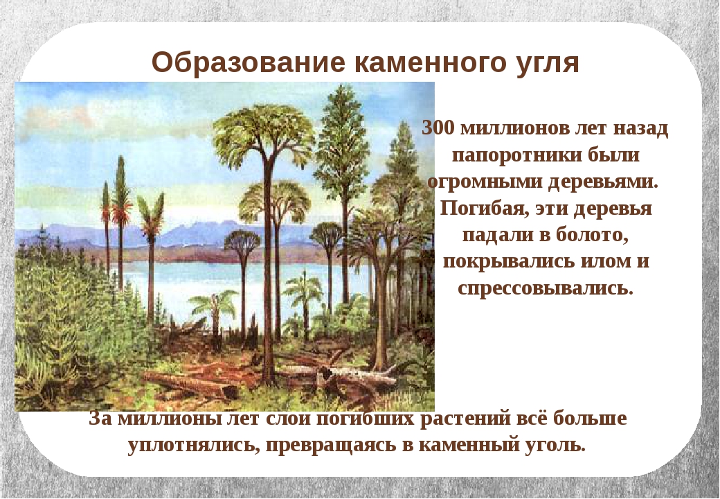 Образование каменного угля. Каменный уголь образование в природе.