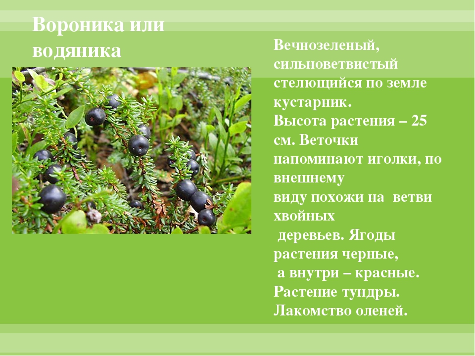 Кролик на 3 грядках посадил по 4 куста рассады капусты решение и схематический рисунок