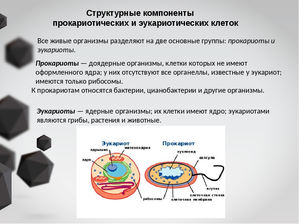 Основные структурные компоненты клетки. Структурные компоненты эукариотической клетки. Основные структурные компоненты клетки эукариот. Основные структурные компоненты эукариотической клетки. Структурные компоненты клетки.