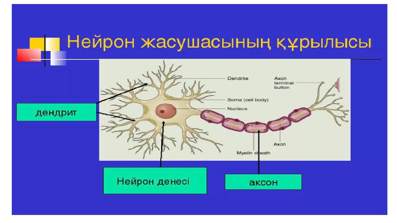 Нейрон құрылысы. Нейрон дегеніміз. Нейрон казакша. Нейрон интернет аптека Красноярск.