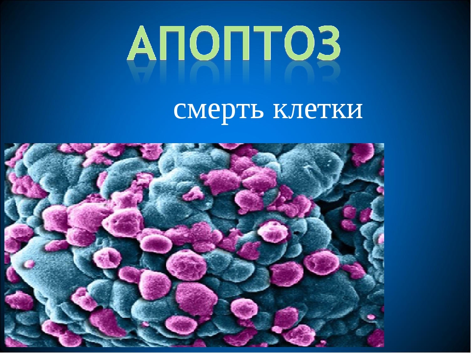 2 что такое апоптоз клетки и какого его биологическое значение