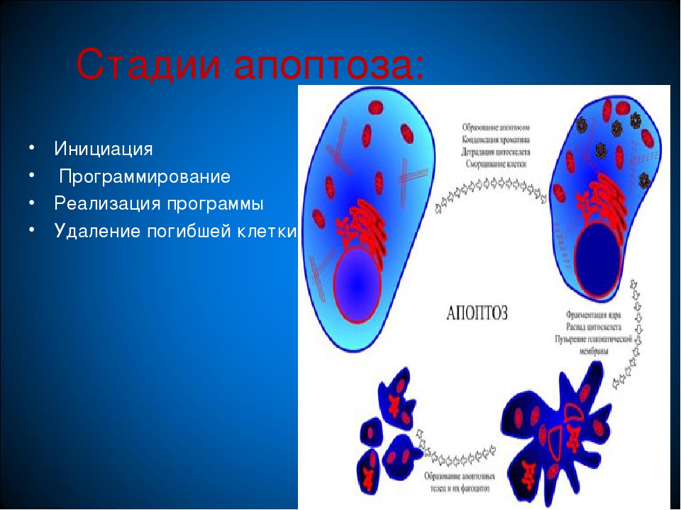 Апоптоз презентация иммунология