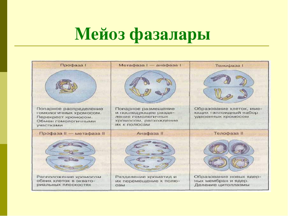 Мейоз презентация 9 класс биология. Мейоз биология 10 класс кратко. Функции фаз мейоза. Характеристика фаз мейоза таблица. Этапы мейоза.