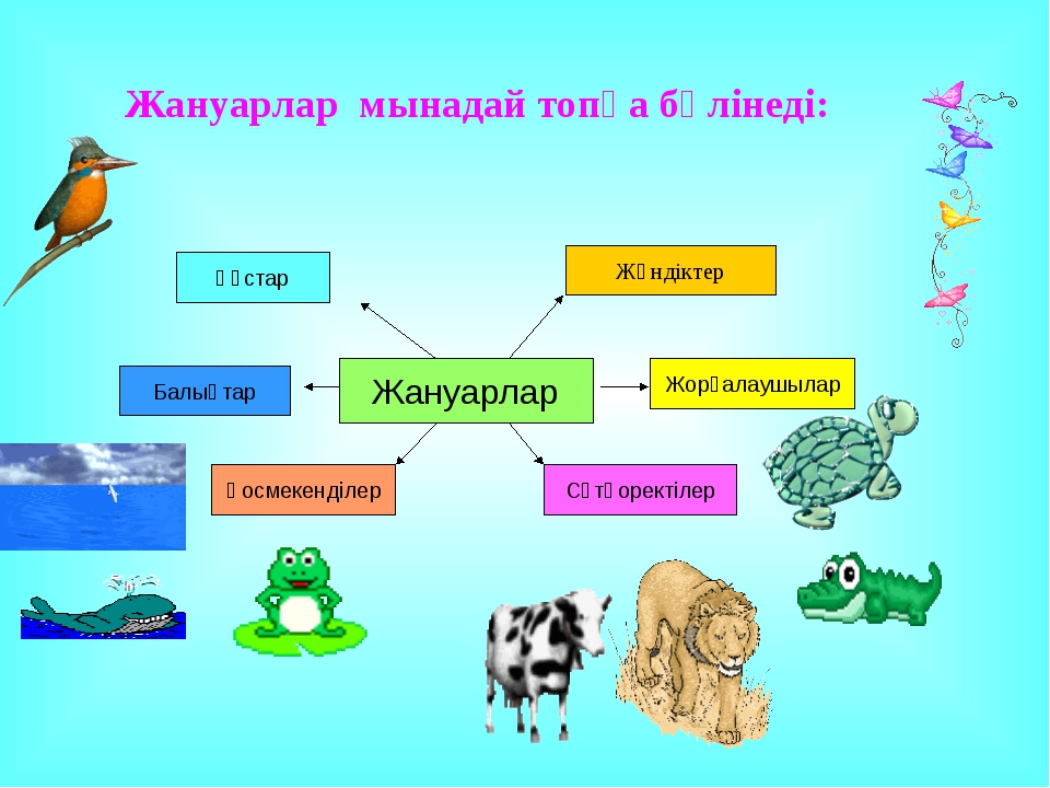 Жануарлар систематика презентация