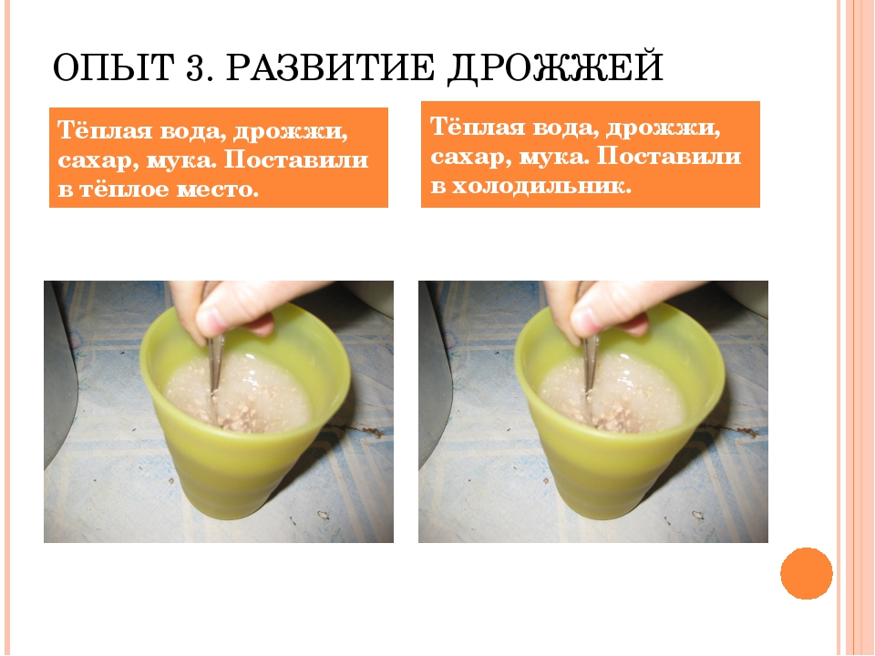 Влияние какого условия на развитие плесени. Опыт на количество плодов развитие плесени. влияние какого условия на развитие плесени иллюстрирует данный опыт.
