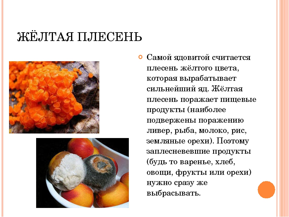 Виды плесени. Желтая плесень. Желтая плесень на продуктах. Сообщение о плесени.