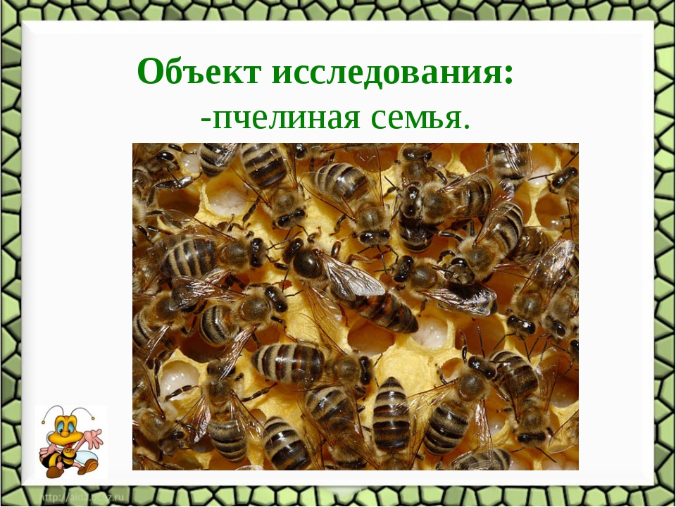 Пчелиная семья. Трутни в пчелиной семье. Иерархия пчел. Иерархия пчелиной семьи.
