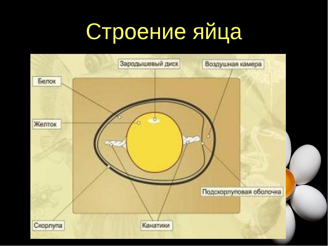 Схема обработки яиц