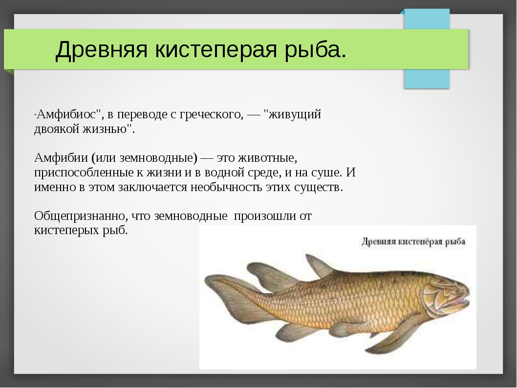 Древние земноводные произошедшие от древних рыб. Кистепёрые рыбы. Кистеперые рыбы и земноводные. Происхождение земноводных от кистеперых рыб. Кистеперые рыбы были.