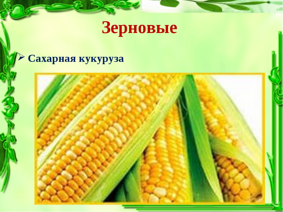 Кукуруза относится к группе. Кукуруза это бобовые. Кукуруза овощная или зерновая культура. Кукуруза относится к зерновым культурам. Кукуруза относится к злакам.