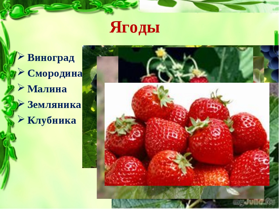 Помидор это ягода или. Что не является ягодой. Ягода томат и виноград различия. Что не является ягодой 1 класс математика. Плодо творнрго дня.