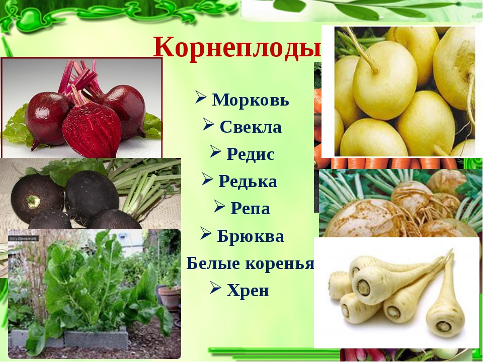 Список овощных растений. Овощные растения. Овощи корнеплоды. Корнеплоды список овощей. Корнеплодные растения овощи.