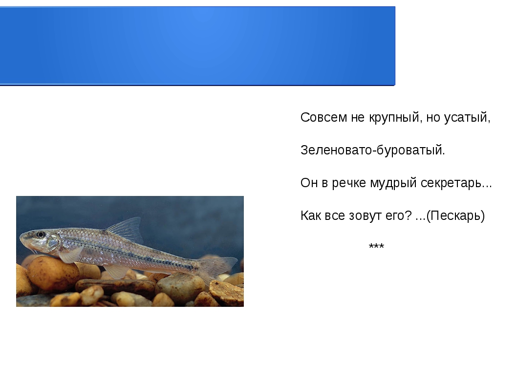 Текст 1 рыбка. Презентация" рыбка просит помощи". Рыбы-следопыты работа с текстом. Рыбы следопыты Тип текста.