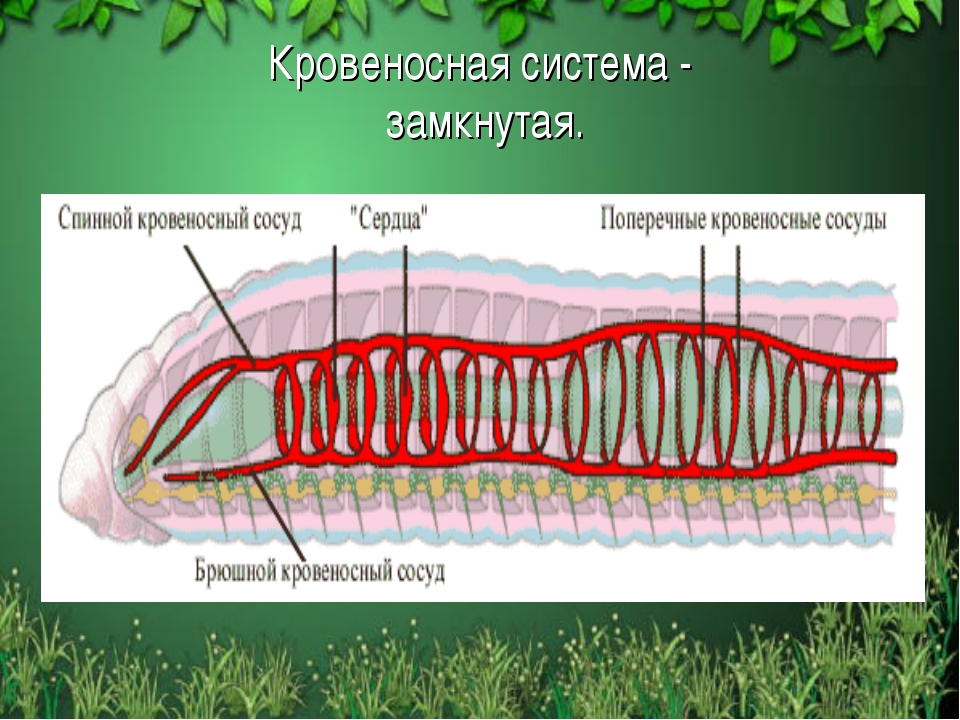 Кольчатые черви презентация 7 класс биология