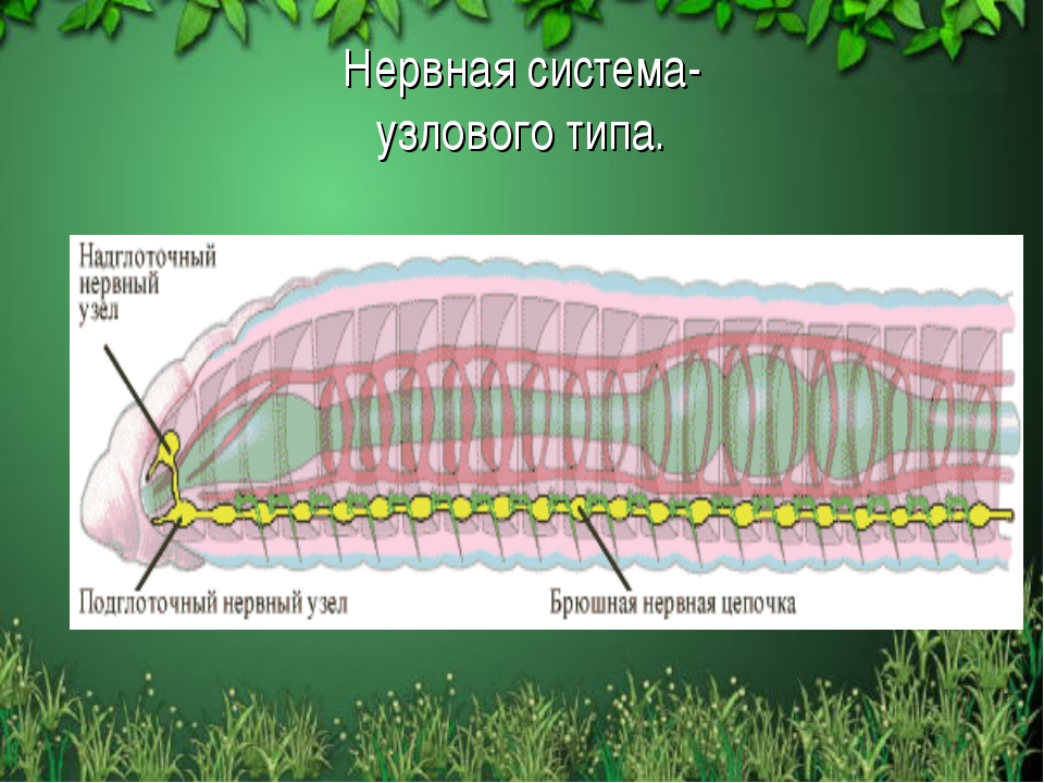 Класс кольчатые черви презентация 7 класс